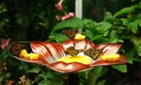 An Amazing Close-Up Look at Insects