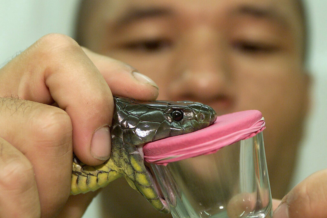 SOMERSBY - FEBUARY 13:  Reptile specialist Rob Anderson "milks" a deadly Eastern tiger snake (Notechis scutatus) to produce anti-venom at The Australian Reptile Park at Somersby, north of Sydney 13 February 2000.    (Torsten Blackwood/AFP/Getty Images)