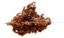 Teeming Ants Act Like Both a Liquid and a Solid