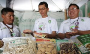 Indigenous From Amazon See Brazil Nut as Forest's Future