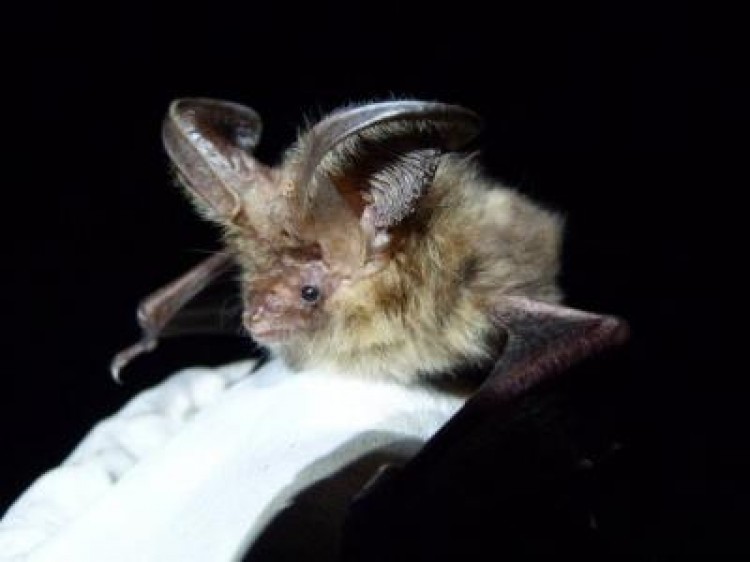 Bat Species Rediscovered on UK’s Scilly Isles