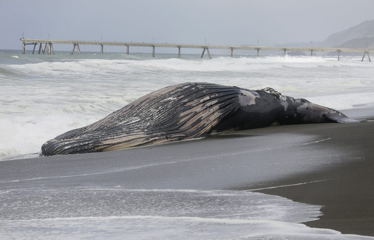 NextImg:Sperm Whale Dies on Indonesian Island After Being Stranded Twice on Same Day