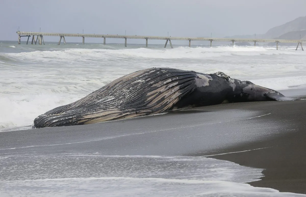 Waves come in around a beached humpback whale in Pacifica, Calif., on May 5, 2015. (Eric Risberg/AP Photo)