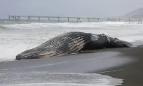 Sperm Whale Dies on Indonesian Island After Being Stranded Twice on Same Day