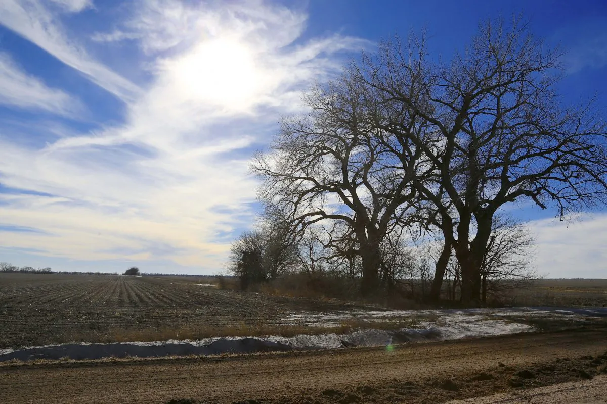 Trees dominate a field through which the Keystone XL pipeline is planned to run, near Bradshaw, Neb., on Jan. 16, 2015. The company behind the controversial Keystone XL pipeline from Canada to the U.S Gulf Coast has asked the U.S. State Department to pause its review of the project. TransCanada said Nov. 2, 2015, a suspension would be appropriate while it works with Nebraska authorities for approval of its preferred route through the state. (AP Photo/Nati Harnik)