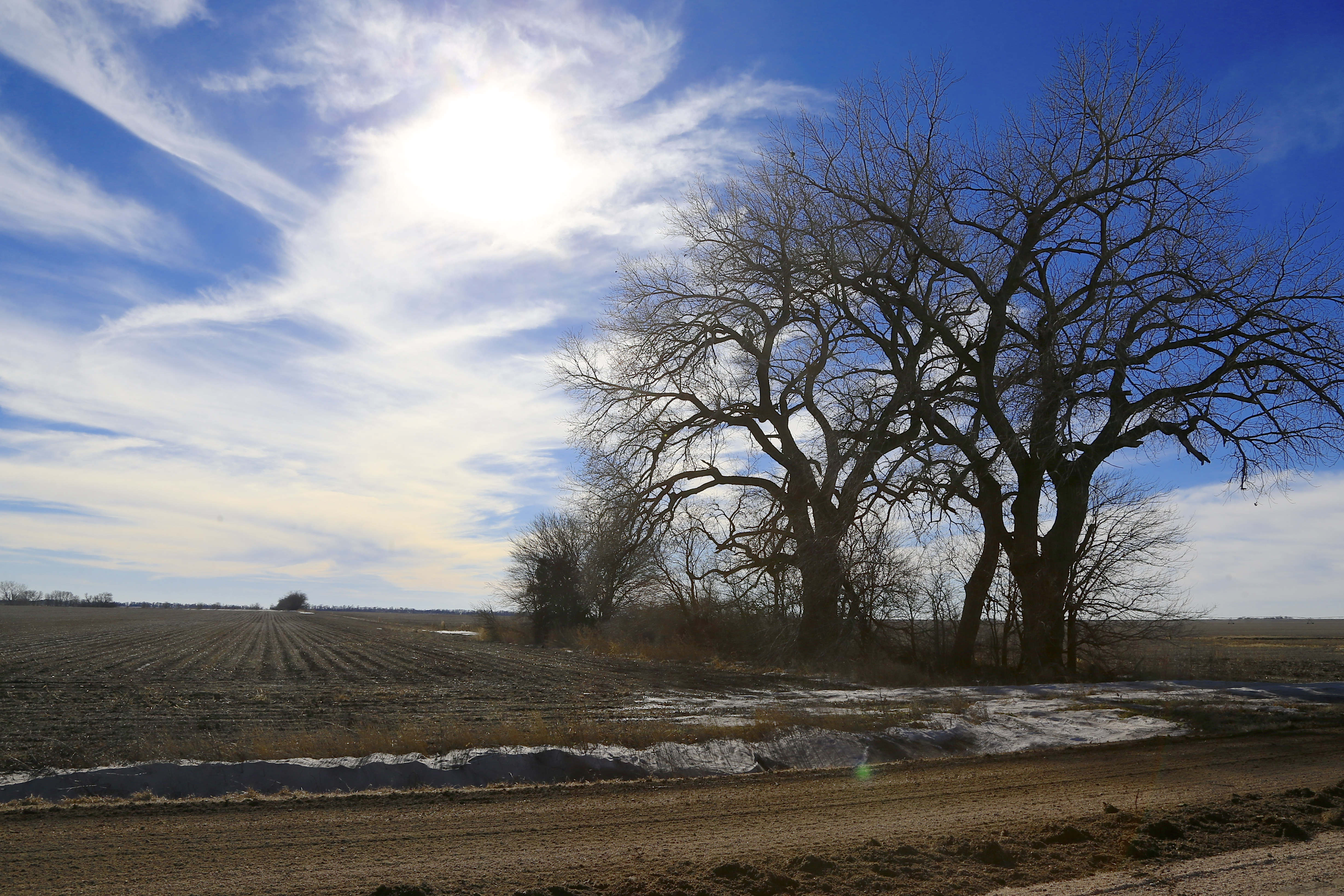 Trees dominate a field through which the Keystone XL pipeline is planned to run, near Bradshaw, Neb., on Jan. 16, 2015. The company behind the controversial Keystone XL pipeline from Canada to the U.S Gulf Coast has asked the U.S. State Department to pause its review of the project. TransCanada said Nov. 2, 2015, a suspension would be appropriate while it works with Nebraska authorities for approval of its preferred route through the state. (AP Photo/Nati Harnik)