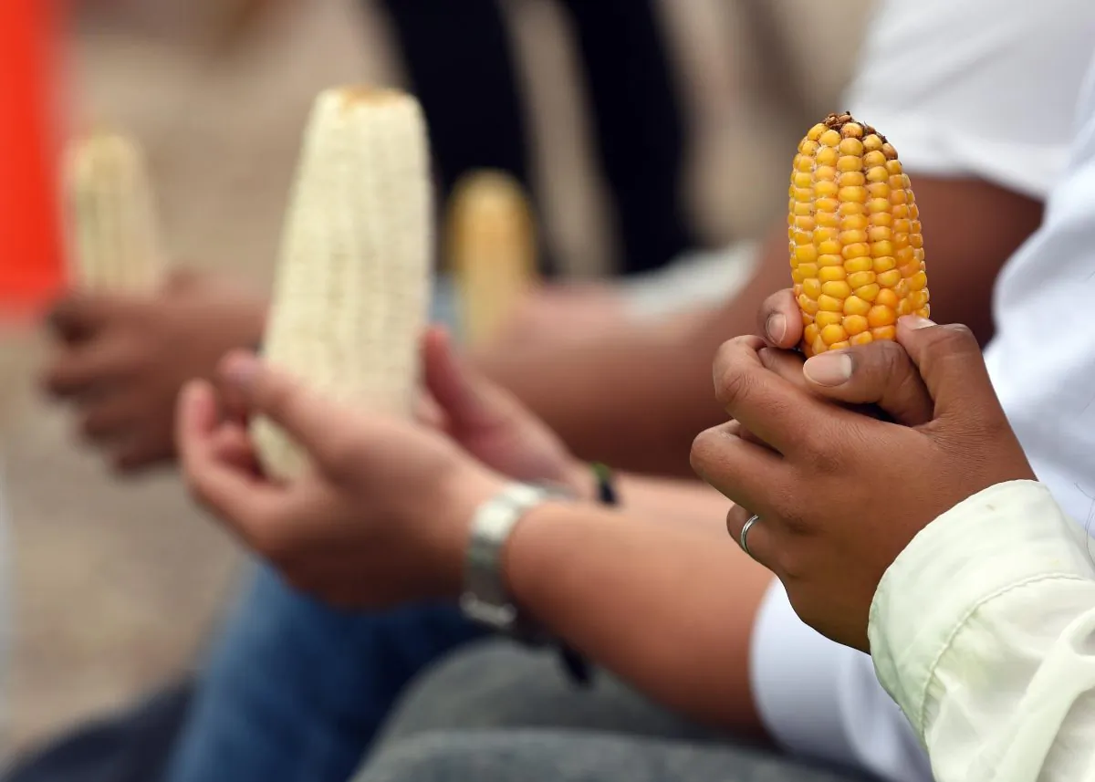 Activists of Greenpeace hold a protest against GM corn and the Monsanto Law on the National Day of Corn, in front of the Judicial Power in Mexico City on Sept. 29, 2015. (Alfredo Estrella/AFP/Getty Images)