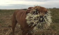 Three Dogs Encountered Porcupine, Outcome Was as Bad You’d Expect (Video)