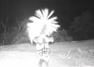 This Skunk Dances While Doing a Handstand (Video)