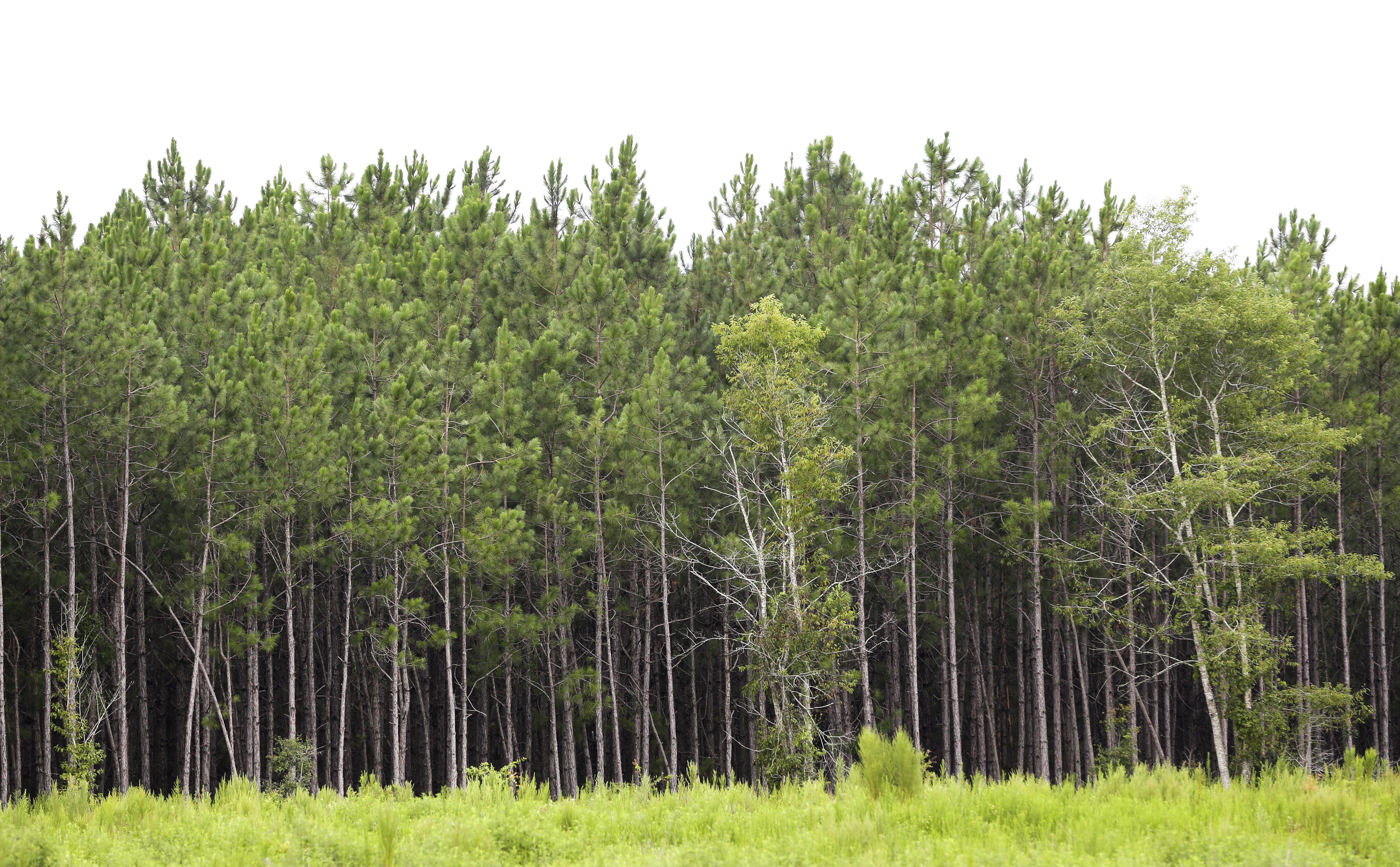 Laguna Woods Looks to Remove 300 Pine Trees, Sparking Concerns From Residents - Vimarsana News
