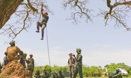 Armed Groups Target Elephants in Congo Park