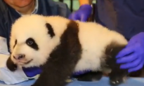 Panda Cub Getting Checkup is Most Adorable Thing Ever (Video)