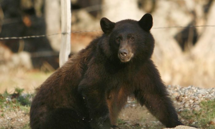 2015 年 10 月 23 日，一只黑熊在加利福尼亚州三河市漫游。（Brian Melley/AP Photo）