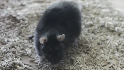 Dog-Sized Giant Rats Once Roamed Our Planet (Video)