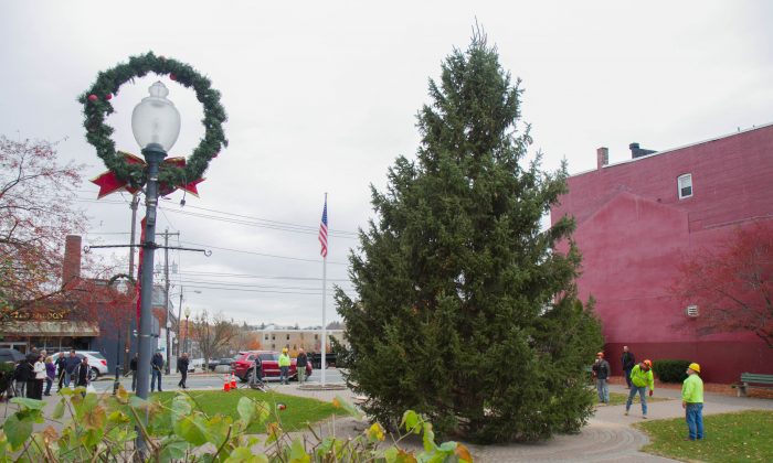 Workers from the DPW straighten the Middletown holiday tree in Festival Square on Nov. 10, 2015. (Holly Kellum/Epoch Times)