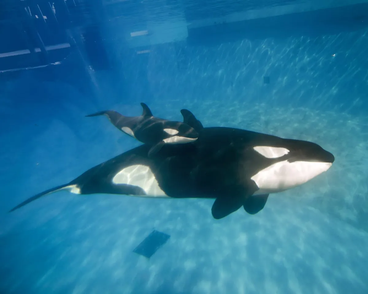 SAN DIEGO, CA - DECEMBER 02:  In this handout photo provided by SeaWorld San Diego, mom and baby killer whale swim together at SeaWorld San Diego's Shamu Stadium December 4, 2014 in San Diego, California.  Kalia, a 10-year-old killer whale, gave birth to the calf at 12:34 p.m. Tuesday, Dec. 2, under the watchful eyes of SeaWorld's zoological team. The calf is estimated to weigh between 300 and 350 pounds and measure 6 to 7 feet. The gender of the calf is not yet known. As with any killer whale birth, the mother and calf are being observed round the clock for the first few weeks.  (Photo by Mike Aguilera/SeaWorld San Diego via Getty Images)