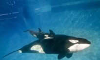 Why Is SeaWorld Ending Its Orca Breeding Program?