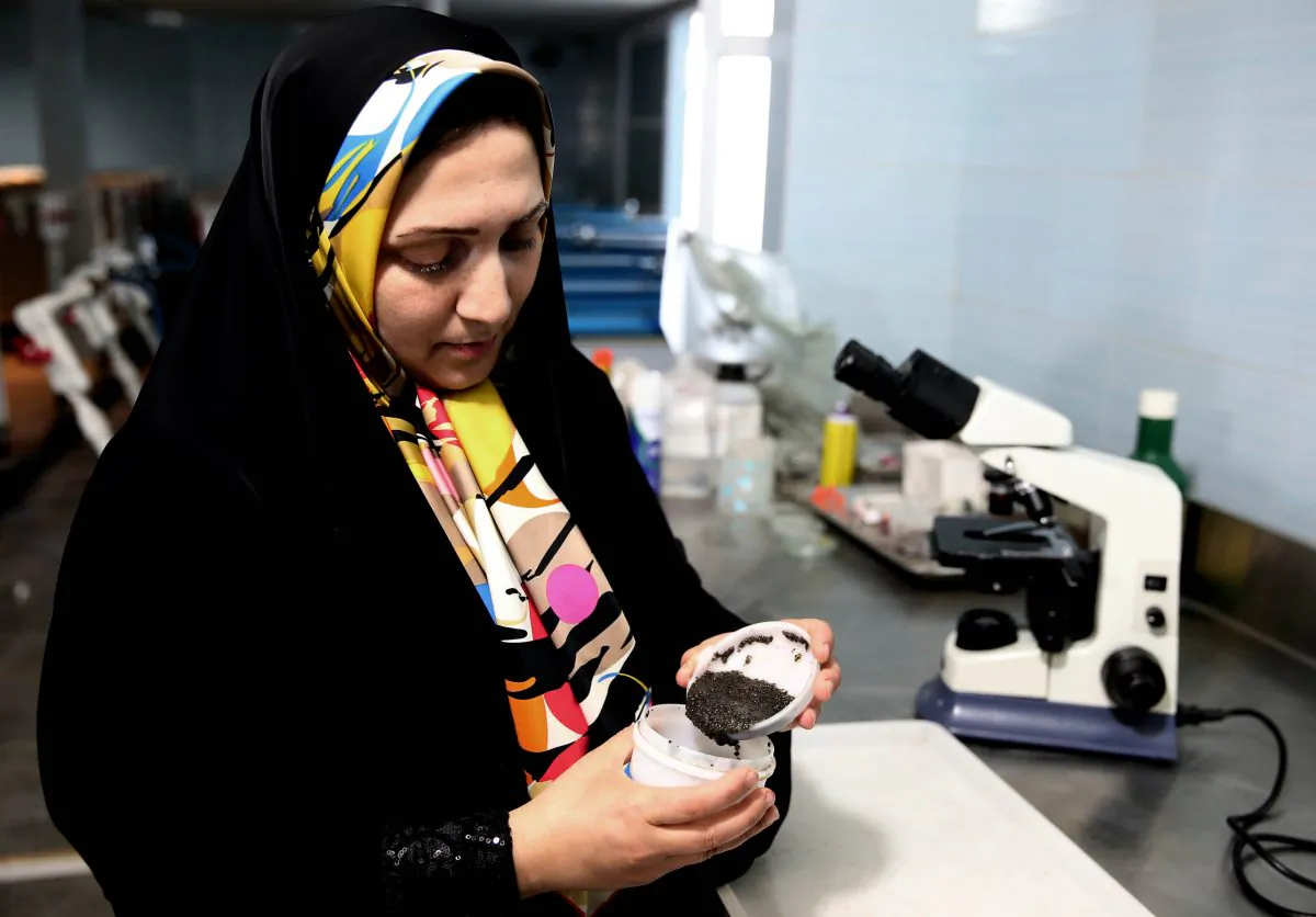 In this Tuesday, Nov. 3, 2015 photo,  Iranian caviar expert Somayeh Najafzadeh pours caviar in a dish in a research laboratory at the Ghareh Boron Caviar Fish Farm in the coastal town of Goldasht. (AP Photo/Ebrahim Noroozi)