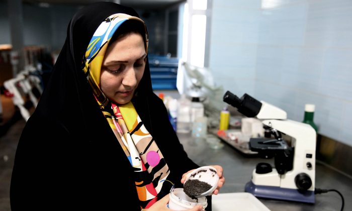 In this Tuesday, Nov. 3, 2015 photo,  Iranian caviar expert Somayeh Najafzadeh pours caviar in a dish in a research laboratory at the Ghareh Boron Caviar Fish Farm in the coastal town of Goldasht. (AP Photo/Ebrahim Noroozi)