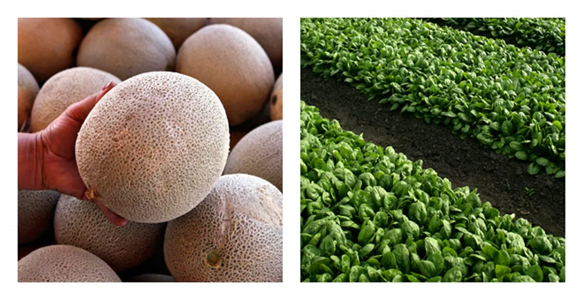 An operator of a fruit and vegetable stand near Denver holds a cantaloupe, on Sept. 16, 2011, and untainted spinach grows near Castroville, Calif., on Sept. 18, 2006. (AP Photos)