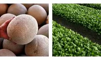 New Produce Safety Rules Aim to Prevent Illness Outbreaks