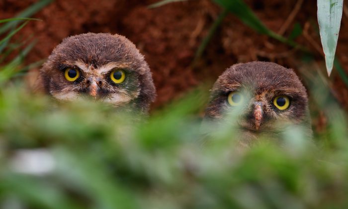 California Commission Votes to Protect Burrowing Owls