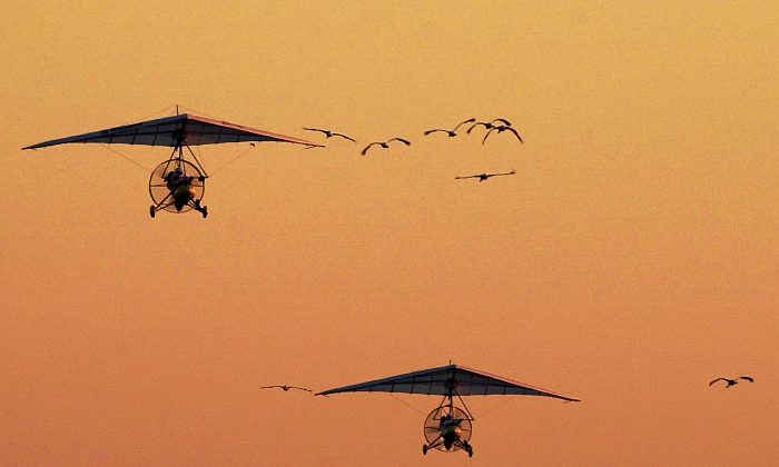 An ultralight plane leads eight experimental whooping cranes as they depart Necedah National Wildlife Refuge in Necedah, Wis., on Oct. 17, 2001. (AP Photo/Morry Gash)