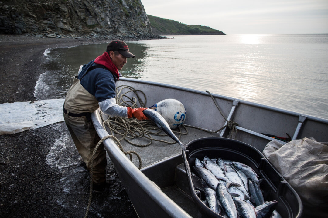 Despite Consumer Resistance, FDA Approves Salmon as First GMO Animal ...