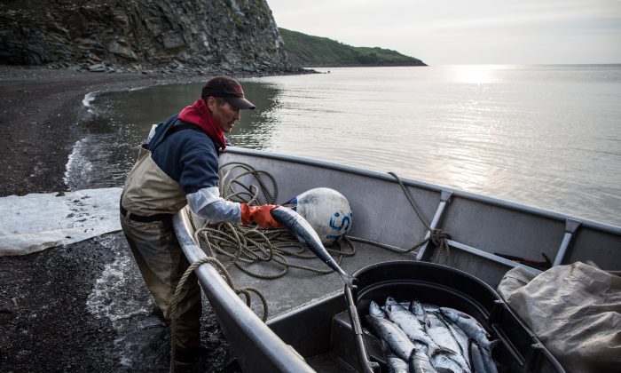 NEWTOK, AK - JULY 01: Joseph John Jr. washes freshly caught salmon with his son, Jeremiah John, while waiting for the tide to come in on July 1, 2015 in Newtok, Alaska. (Andrew Burton/Getty Images)
