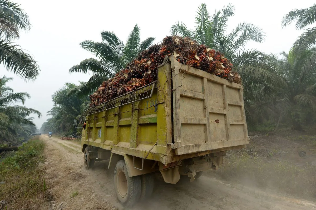 A truck transporting palm oil seeds at a plantation area in Pelalawan, Riau Province in Indonesia's Sumatra Island on Sept. 16, 2015. Indonesia has some of the world's most extensive and biodiverse rainforests, but huge swathes have been chopped down by palm oil, mining and timber companies. Palm oil—used primarily in the cosmetics, food, and bio-fuel sectors—is a controversial industry, with campaigns mounted by environmental groups and consumers. The main cause of choking haze across much of Southeast Asia is illegal fires started in peatland and forest on Sumatra and the Indonesian part of Borneo to quickly and cheaply clear land for palm oil and pulp and paper plantations. The illegal fires increased in number as plantations expanded, in particular due to rising global demand for palm oil. (Adek Berry/AFP/Getty Images)