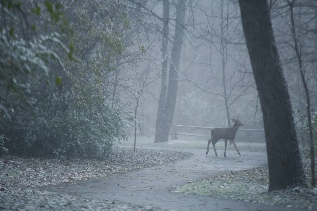 A deer in a file picture. (Brian Powers/The Des Moines Register via AP, file)