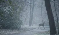 Viral Video: Deer Fights Off Coyote in Maine
