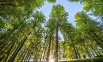 Habitat Shape Matters in Fight Against Extinction