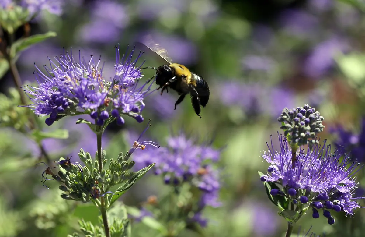 A carpenter bee buzzes around the garden at the Bayer North American Bee Care Center in Research Triangle Park, N.C., on Sept. 15, 2015. (Ted Richardson/AP Photo)