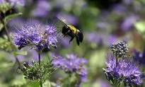 How to Keep Your Home Safe From Carpenter Bees