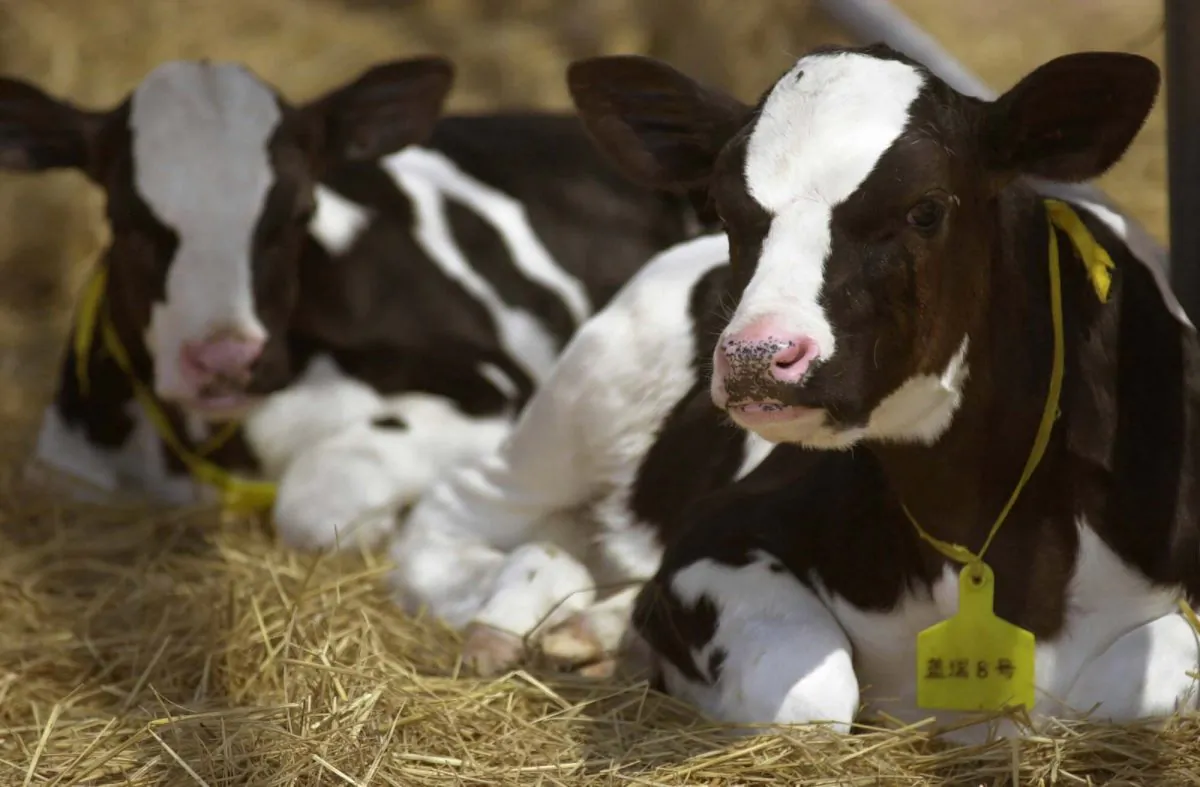 A cloned calf in a ranch near Urumqi, in northwest China's Xinjiang Uygur Autonomous Region on Aug. 6, 2003. (AP Photo/Aini Waer)