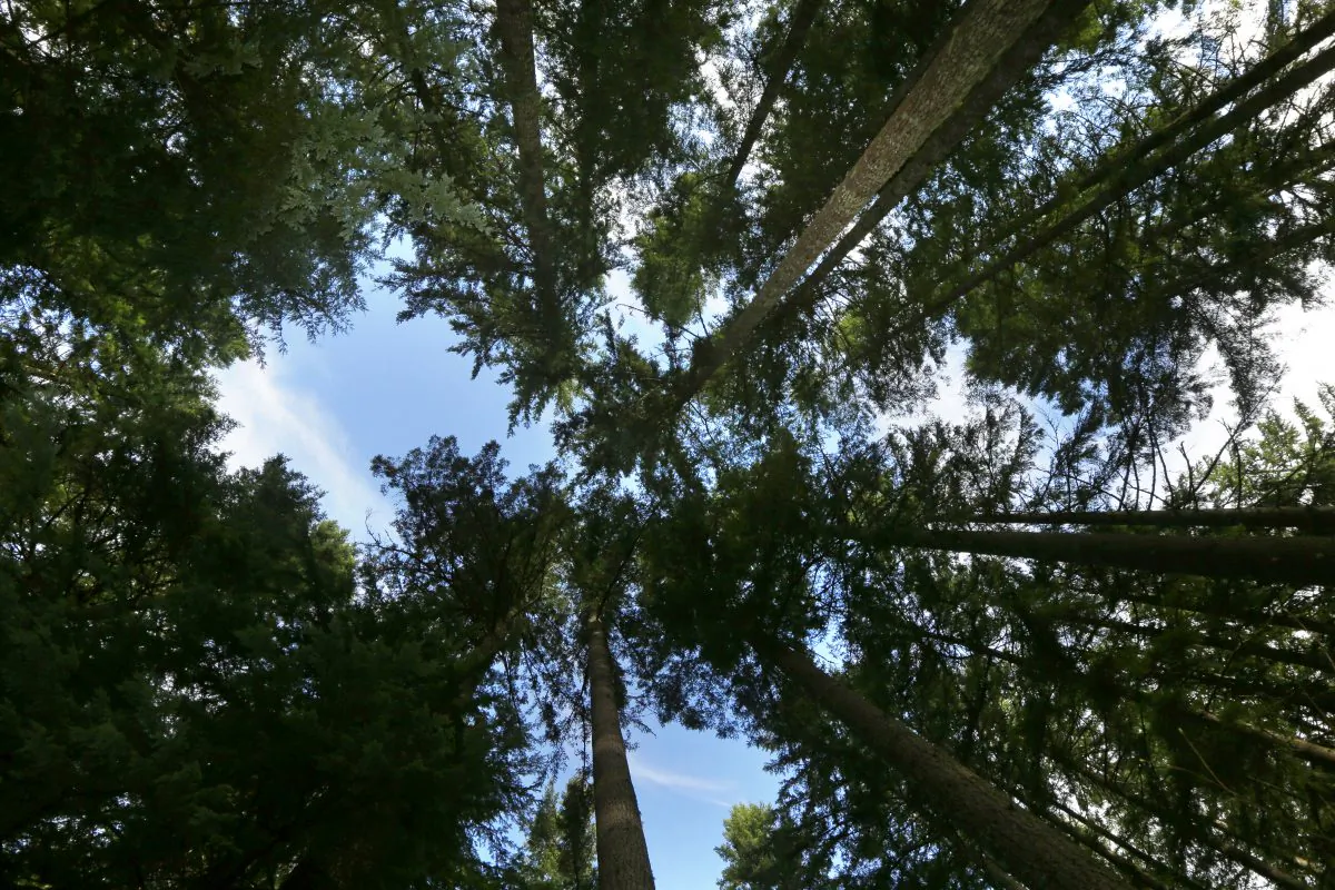 Trees growing on forest land adjacent to Mount Rainier National Park are shown Monday, Nov. 23, 2015, near Ashford, Wash. The land is part of a new project of 520 acres on private timberland that allows the private nonprofit Nisqually Land Trust to sell so-called "carbon credits" to individuals and companies—including Microsoft Corp.—who are hoping to offset their carbon footprints. (AP Photo/Ted S. Warren)