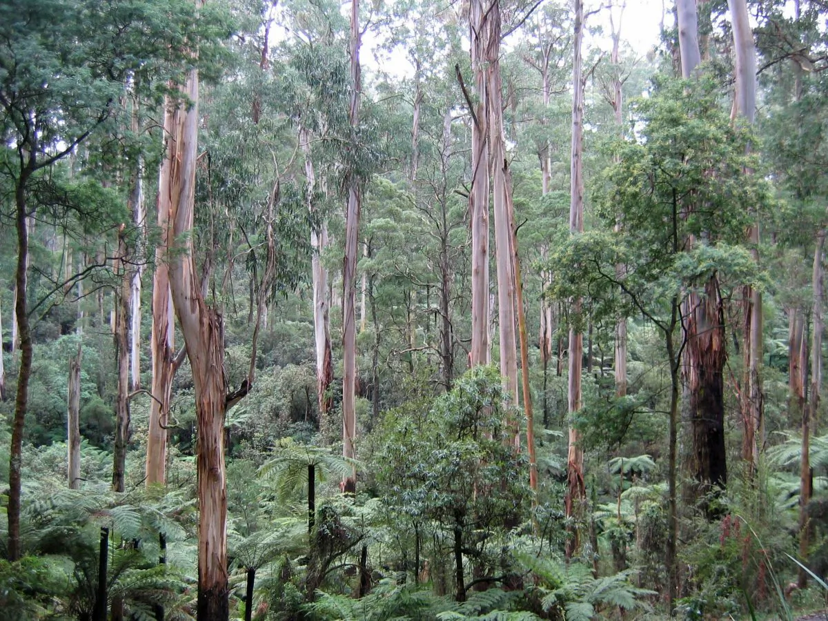 The Sherbrooke Forest, in Victoria, Australia, on Sept. 17, 2006. (Patche99z/CC SA)