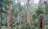 Ashes to Ashes: Logging and Fires Have Left Victoria’s Magnificent Forests in Tatters