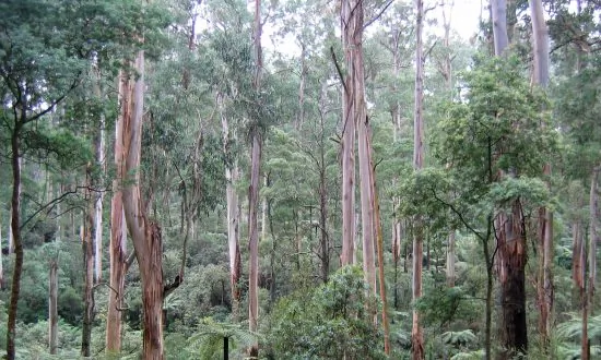 Ashes to Ashes: Logging and Fires Have Left Victoria’s Magnificent Forests in Tatters