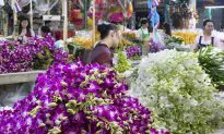 Illegal Plant Trade Blooms in Southeast Asia