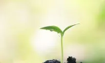 Are Plants Conscious, Intelligent?