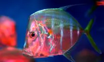 Skin Lets These Fish Do a Vanishing Act
