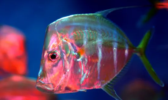 Skin Lets These Fish Do a Vanishing Act
