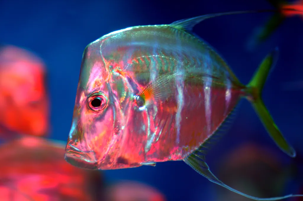 How do you think I’m feeling? (Jeff Kubina/CC BY-SA 2.0)