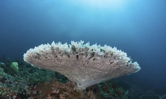 As the Earth Enters Its Third Mass Bleaching Event, Will Corals Survive