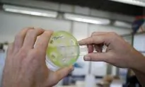 Fungus Cryptococcus Gattii Fact Sheet
