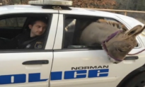 Oklahoma Police Officer Lets Lost Donkey Ride in His Car (Video)