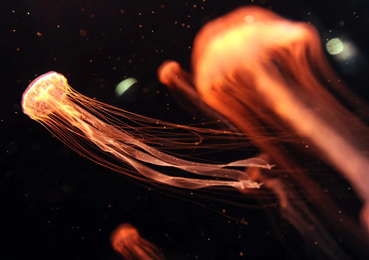 Japanese Sea Nettles are seen at the Aquarium of the Pacific in Long Beach, California on May 26, 2011 during the opening day of the new exhibition "Artic and Antartic : Our Polar Regions in Peril".  (GABRIEL BOUYS/AFP/Getty Images)