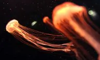 Attack of the Jellies: The Winners of Ocean Acidification